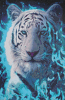 Tijger wit