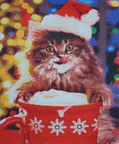Kerst kitten